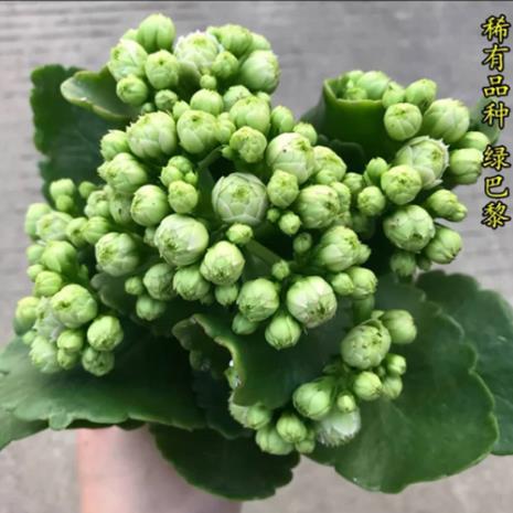 长寿花刚换完盆儿能控光吗