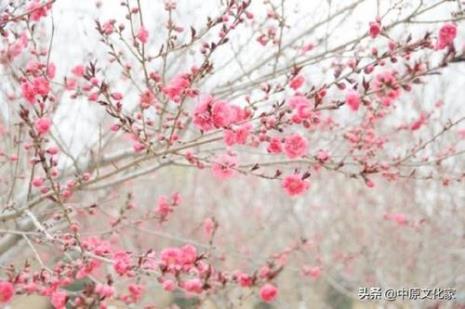 桃花熬是什么意思