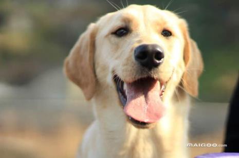 什么犬最聪明不咬人