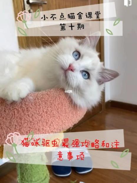 幼猫驱虫和成猫的区别