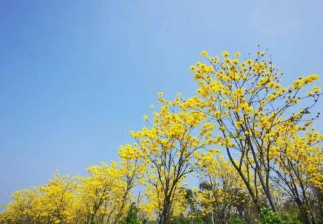 黄花风铃种植间距