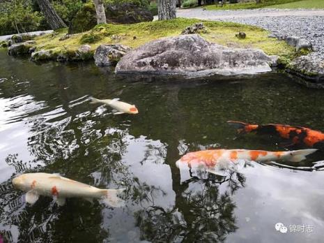 泉水浇花好吗