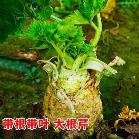 根芹菜种植时间和方法