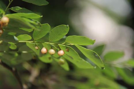 叶下球是什么植物