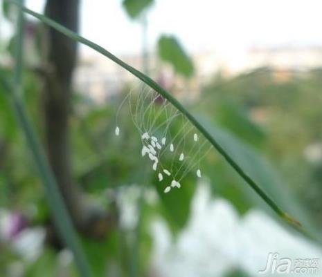 婆罗花的花语和含义