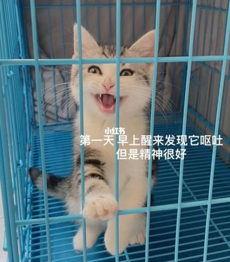 猫肠胃炎和猫瘟的区别