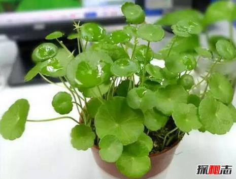 庭院种什么植物最旺宅