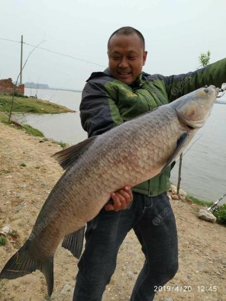 湖北青鱼有什么特点