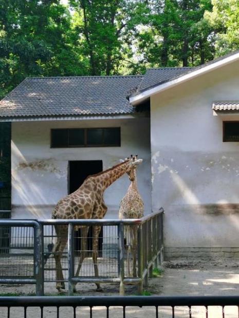 杭州动物园建成多少年