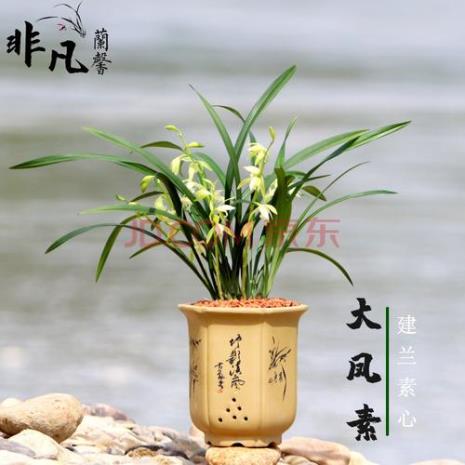 春建兰花什么时候开花