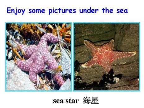 sea前面要加the吗