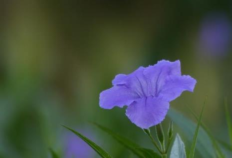 紫翠芦莉的花语