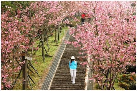 樱花岛观看路线