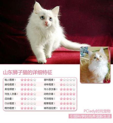 谁养过山东狮子猫怎么养