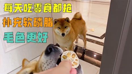 10斤的柴犬一天喂多少食