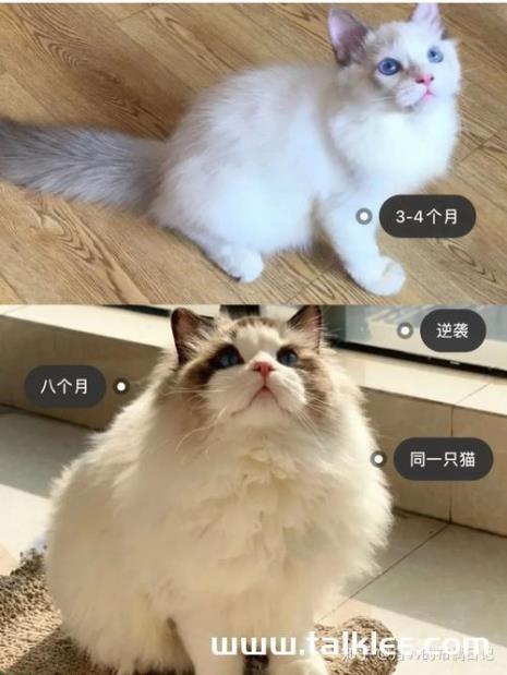 怎么判断一只猫多大