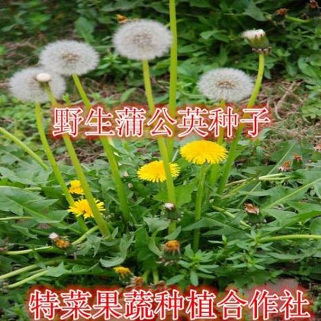 蒲公英种子一年长出几次