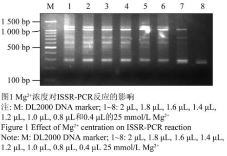 pcr12.5体系怎么加