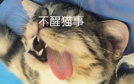 猫咪不听话不能惯着