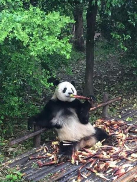 青城山和熊猫基地哪个好玩