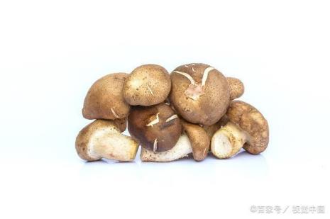 香菇结构特点