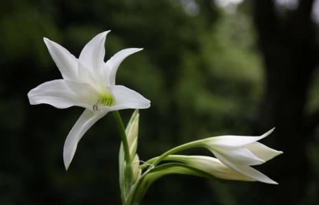 关于百合花的资料卡