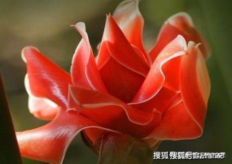 红色栀子花养殖方法