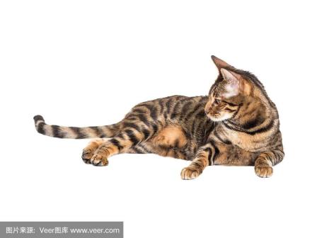 toyger猫性格特征