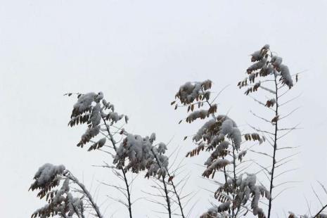 二零二零年第一场雪的的内容