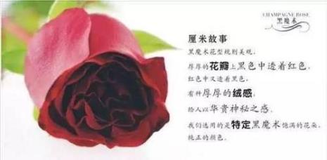 娇兰玫瑰花花语是什么