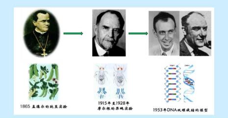 什么是基因互补