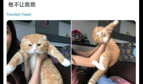 为什么一抱猫咪它就扭头逃离