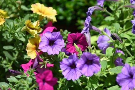 桂花牵牛花芙蓉百合什么季节开