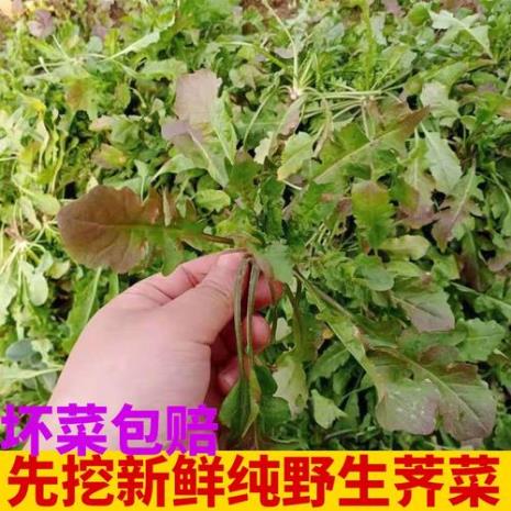 野盖菜是什么菜