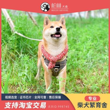 短毛的小型或中型犬有哪些