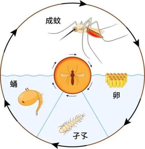 蚊子蛹长什么样