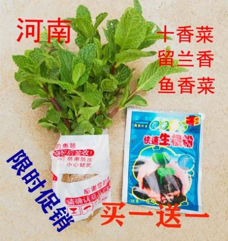 薄荷与十香菜有什么区别