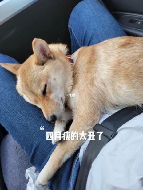 成年柴犬1天吃多少狗粮