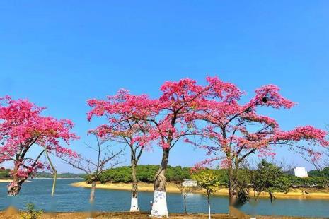 东莞风景园松湖花海有什么特色