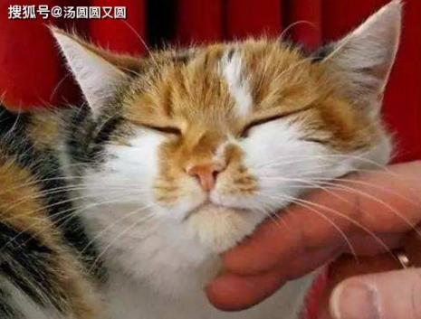 猫叫春了怎么办吃什么药