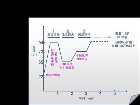 pcr反应体系的五个要素配比