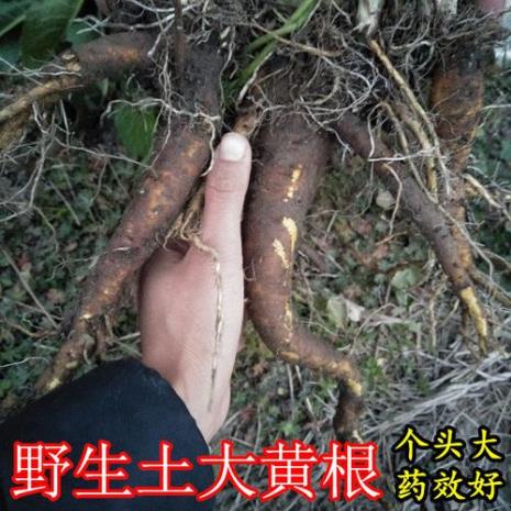 黄牛衣草的学名