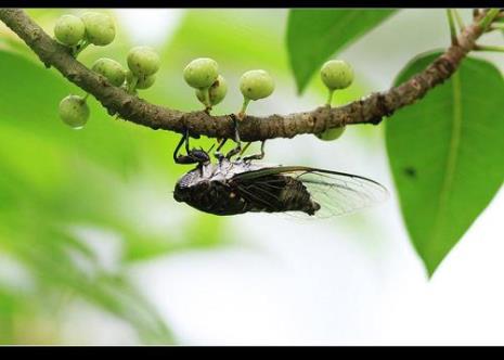 三年级写桂花和蝉的诗句