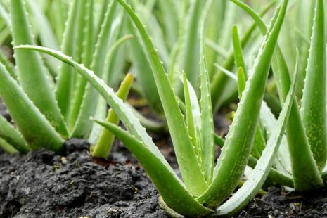 写植物的名称和外观和特点