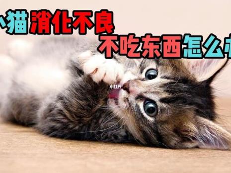 猫老经常叫着要吃怎么办