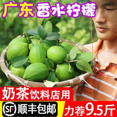 广东香水柠檬种植时间