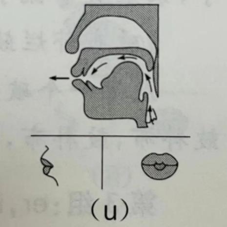 单韵母v的发音口型