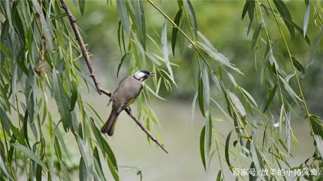 被鸟屎砸中头暗示什么