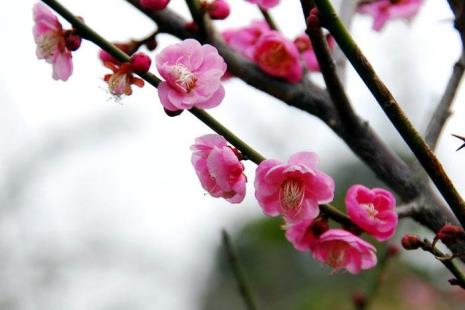 花中十友指的是哪十种花哪十友