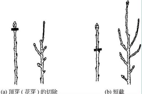 枝芽的意思